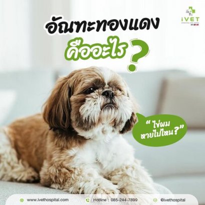 อัณฑะ ทองแดง คืออะไร